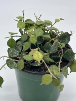 Hoya Curtisii, Very Rare Limited Live Plant, Super Filled In 4 Inch Pot -Green Aura Screenshot 2023 04 18 174311