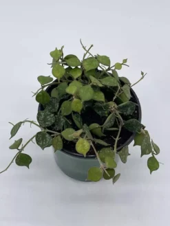 Green Aura -Green Aura Screenshot 2023 04 18 174319