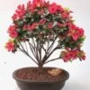 Flowering Blaauws Pink Azalea Bonsai Tree (Rhododendron 'Blaauw's -Green Aura Screenshot 2023 05 14 183658