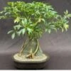 Variegated Hawaiian Umbrella Bonsai Tree Root Over Rock