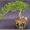Chinese Flowering White Serissa Bonsai Tree Of A Thousand Stars -Green Aura Screenshot 2023 09 26 083725