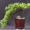 Juniper Bonsai Tree - Cascade Style (juniper Procumbens Nana) -Green Aura Screenshot 2023 09 27 073301