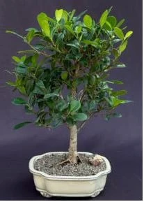 Ficus Kaneshiro Bonsai Tree (ficus Microcarpa 'kaneshiro')
