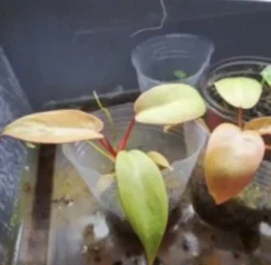 Atabapoense Philodendron -Green Aura Screenshot 20221111 081346 Chrome