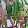 Rhipsalis Baccifera Mistletoe Cactus. -Green Aura Thumbnail 1