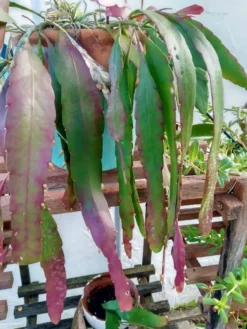 Rhipsalis Baccifera Mistletoe Cactus.