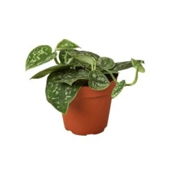 Satin Pothos Plant | Easy Care Houseplant | Low Light Plant | Air Purifying Plant | 4-inch Pot -Green Aura VLBZKmTb