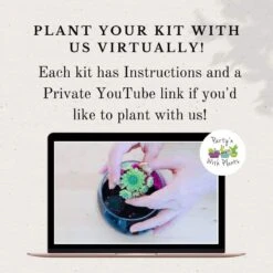 Rainbow Succulent Terrarium Kit -Green Aura Virtually plant with us