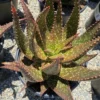 Succulent Plant Mature Aloe 'Apache' Hybrid -Green Aura apache 10