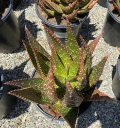 Succulent Plant Mature Aloe 'Apache' Hybrid -Green Aura apache 3