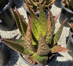 Succulent Plant Mature Aloe 'Apache' Hybrid -Green Aura apache 5