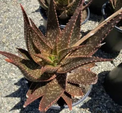 Succulent Plant Mature Aloe 'Apache' Hybrid -Green Aura apache 7