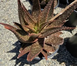 Succulent Plant Mature Aloe 'Apache' Hybrid -Green Aura apache 8