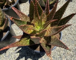 Succulent Plant Mature Aloe 'Apache' Hybrid -Green Aura apache 9