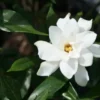 August Beauty Gardenia-Live Plant -Green Aura august beauty 1