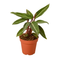 Stromanthe Triostar | Stromanthe Sanguinea | Exotic Houseplant -Green Aura b154c605 3220 50d7 8144 3a1348d9ce94 1800x1800