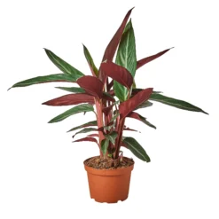 Stromanthe Triostar | Stromanthe Sanguinea | Exotic Houseplant