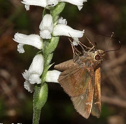 Orchid Spiranthes Cernua Bog Orchid Outdoors 11 Orchid Spiranthes Cernua Bog Orchid Outdoors - Image 9