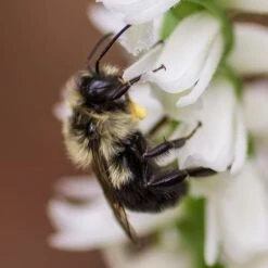 Orchid Spiranthes Cernua Bog Orchid Outdoors 21 Orchid Spiranthes Cernua Bog Orchid Outdoors -Green Aura bee2