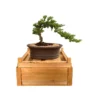 Beginner Traditional Juniper Bonsai Tree -Green Aura beginner traditional juniper bonsai tree bonsaiworldllc 1