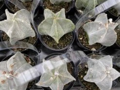 Medium Bishop's Cap Or Astrophytum Myriostigma -Green Aura bishop cap 1