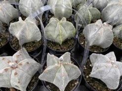 Medium Bishop's Cap Or Astrophytum Myriostigma -Green Aura bishop cap 2