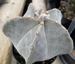 Medium Bishop's Cap Or Astrophytum Myriostigma -Green Aura bishop cap