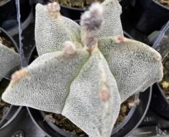 Medium Bishop's Cap Or Astrophytum Myriostigma -Green Aura bishop cap 3