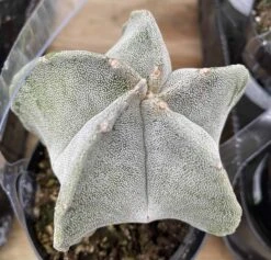 Medium Bishop's Cap Or Astrophytum Myriostigma -Green Aura bishop cap 4