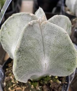 Medium Bishop's Cap Or Astrophytum Myriostigma -Green Aura bishop cap 5