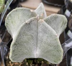Medium Bishop's Cap Or Astrophytum Myriostigma -Green Aura bishop cap 6