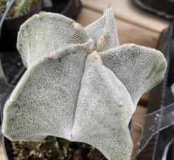 Medium Bishop's Cap Or Astrophytum Myriostigma -Green Aura bishop cap 7