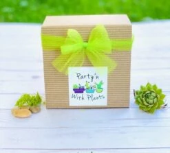 Rainbow Succulent Terrarium Kit -Green Aura brown box