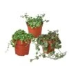 Trailing Trio Plant Bundle: String Of Pearls, Turtles, Hearts | Indoor Greenery Set | 4-inch Pot Each -Green Aura bundle 1