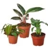 Exotic Foliage Trio: Stromanthe, Micans, Calathea | Free Shipping | 4-inch Pot Each -Green Aura bundle 2