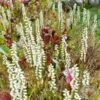 Orchid Spiranthes Cernua Bog Orchid Outdoors -Green Aura cernua3