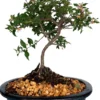Cherry Bonsai Tree DWARF -Green Aura cherry bonsai tree dwarf bonsaiworldllc