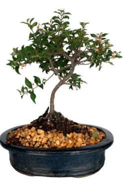 Cherry Bonsai Tree DWARF