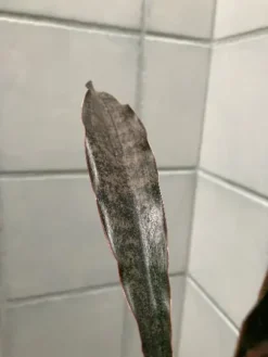 Coppertone Sansevieria Kirkii | Bareroot Snake Plant -Green Aura coppertone2