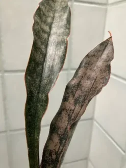 Coppertone Sansevieria Kirkii | Bareroot Snake Plant -Green Aura coppertone3