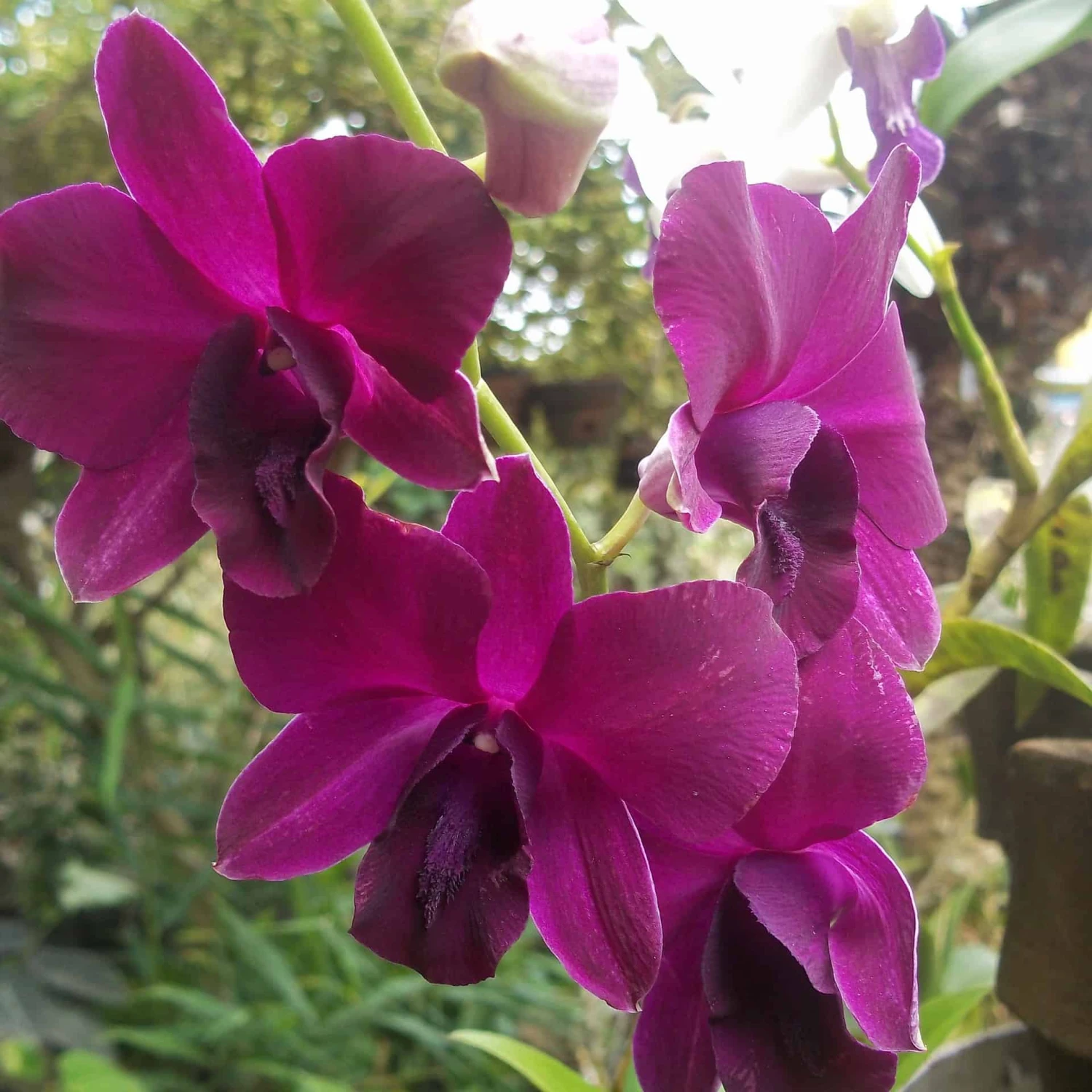Dendrobium Genting Rose, Comes In 3" Pot, Orchids From Hawaii 3 Dendrobium Genting Rose, Comes In 3" Pot, Orchids From Hawaii