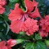 El Capitolio Red Tropical Hibiscus In 4" Pot -Green Aura download 10 2