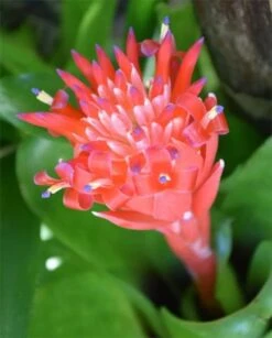 Flaming Torch Bromeliad Plant In 3" Pot, Free Shipping -Green Aura download 2