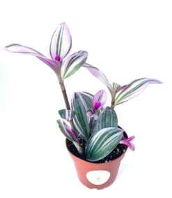 Tradescantia Nanouk Pink Houseplants