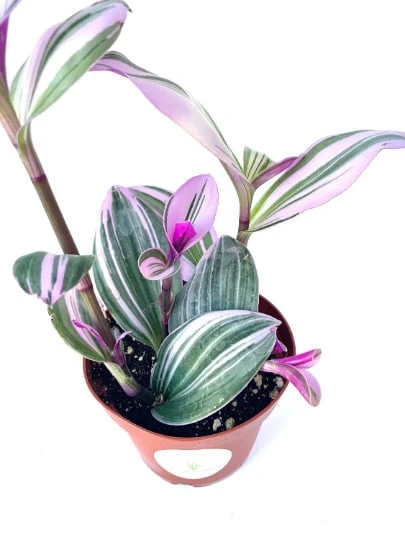 Tradescantia Nanouk Pink Houseplants 4 Tradescantia Nanouk Pink Houseplants - Image 2