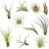 Air Plants Tillandsia Collection Of 10 Easy Houseplants -Green Aura download 64