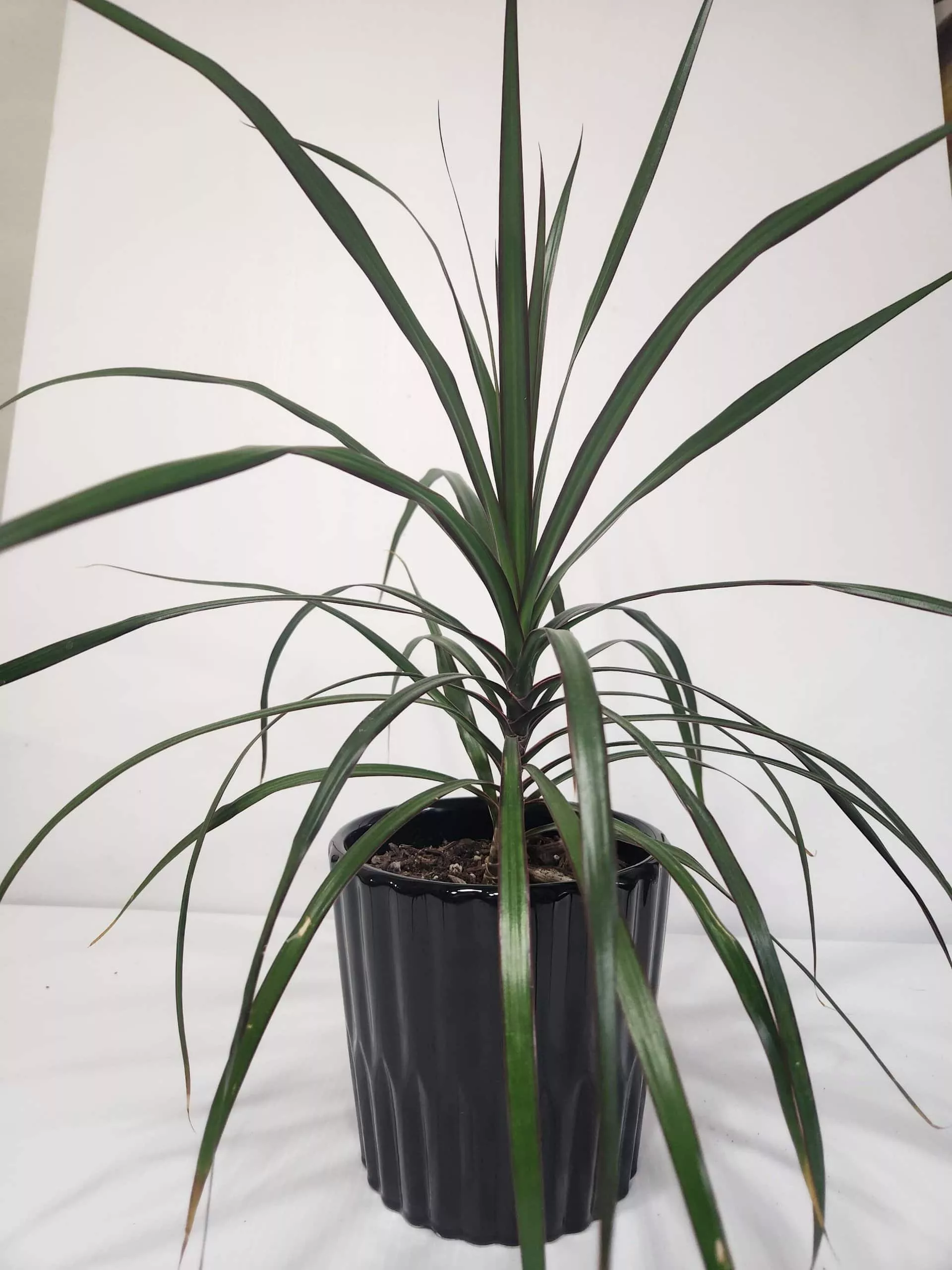 Dragon Tree In Black Ceramic Pot 3 Dragon Tree In Black Ceramic Pot