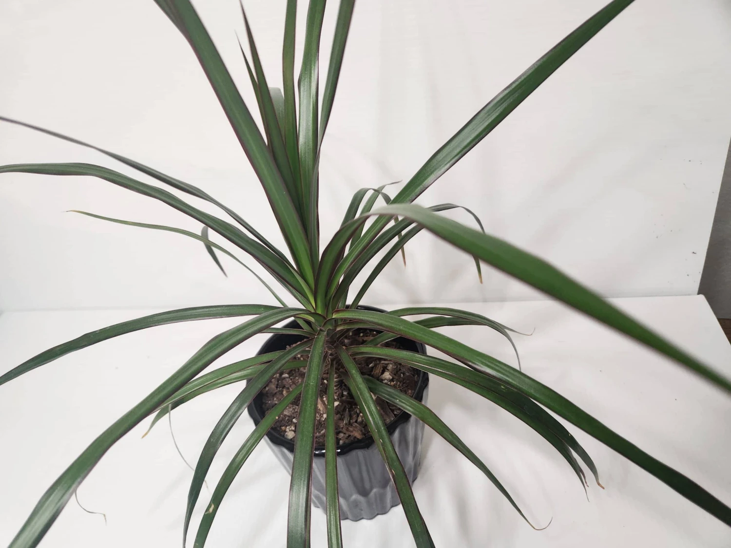 Dragon Tree In Black Ceramic Pot 4 Dragon Tree In Black Ceramic Pot - Image 2