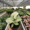 Syngonium Milk Confetti | Syngonium Podophyllum | 4" Nursery Pot -Green Aura ea15434b 9fc3 4ae7 8da6 789af6f8603c 903x1203