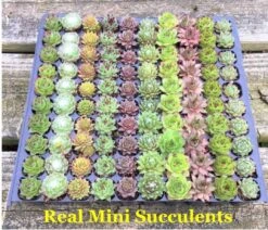 Rainbow Succulent Terrarium Kit -Green Aura etsysucculents